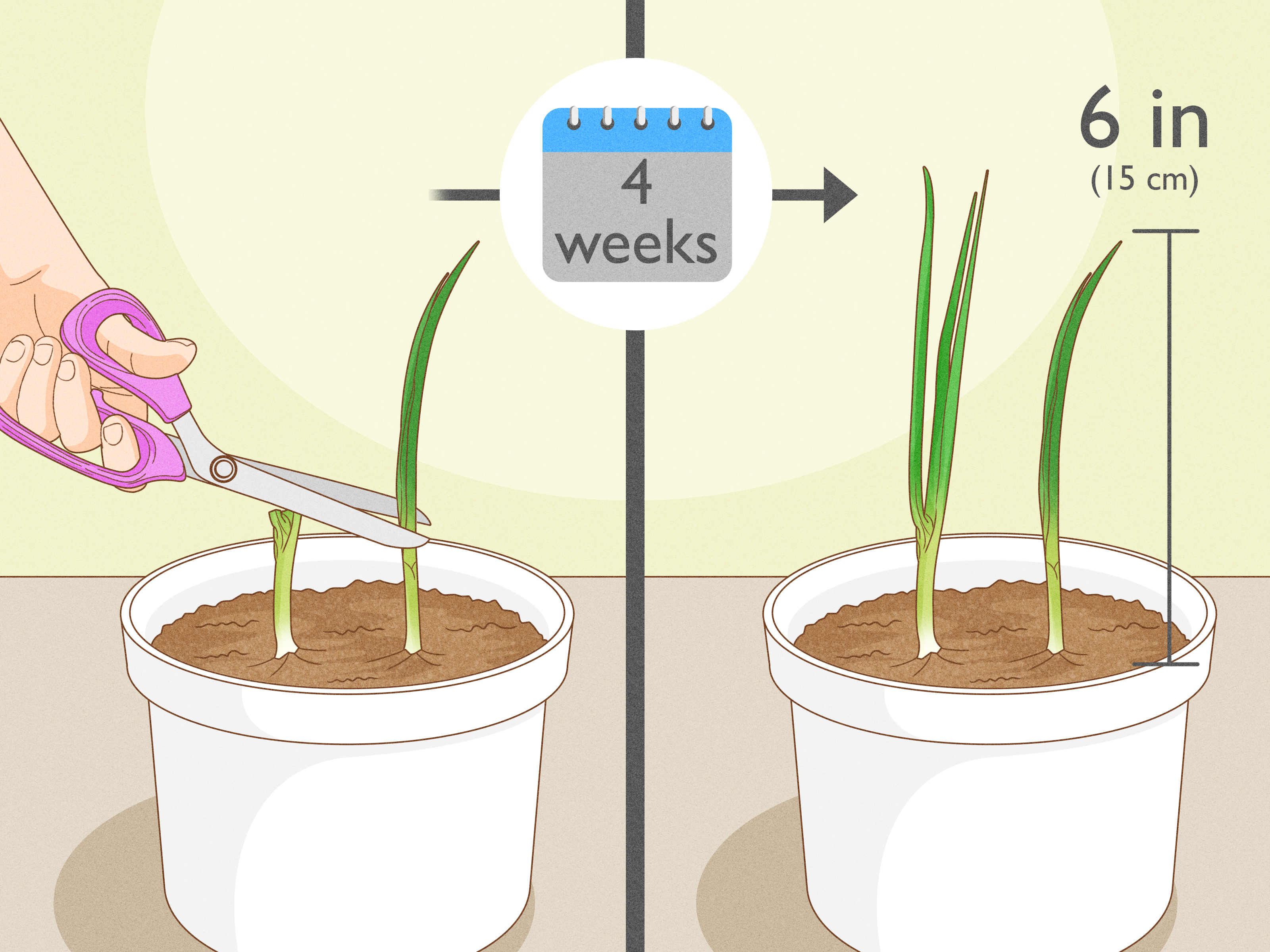 Master Spring Onion Growing: Seeds, Sets & Regrowing Roots